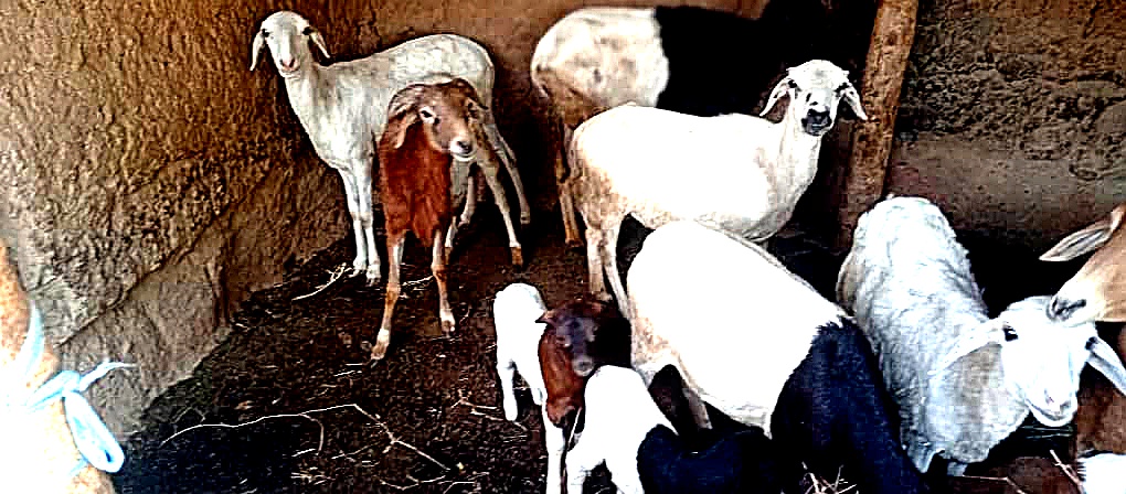Cabris de qualité CHABINIC
